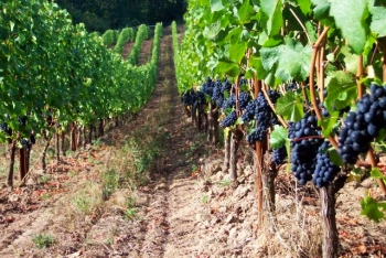 Урожай на винограднике.