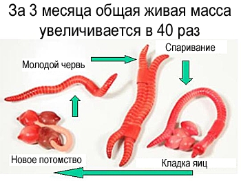 Цикл размножения червей.