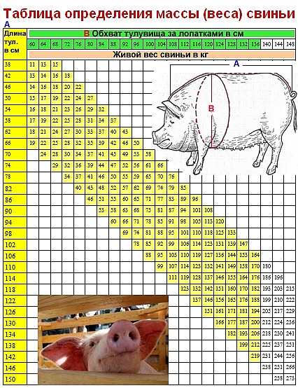 Таблица для измерения свиней.