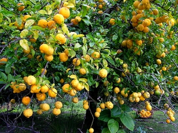 Лимонне дерево.