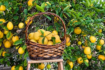 Урожай лимонів.