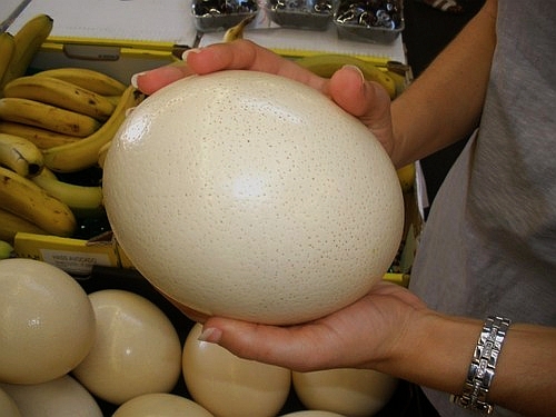 Сколько стоит яйцо и мясо страуса?