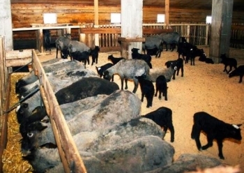 Ферма для разведения романовских овец.