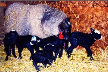Рентабельність розведення романівської овечки.