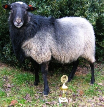 Стандарти породистої, романівської вівці.