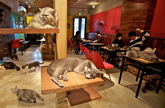 В кошачьем ресторане