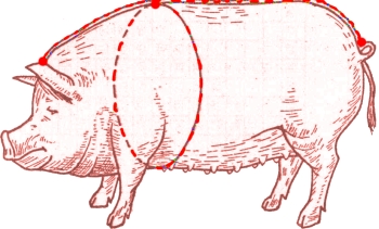 Линии для замера длинны и объема туловища свиньи.