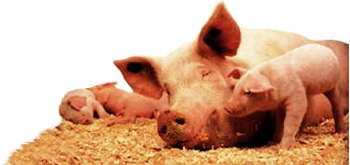 Склад комбікорму для свині та свиноматок.