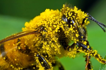 Бджоли в природі людини.