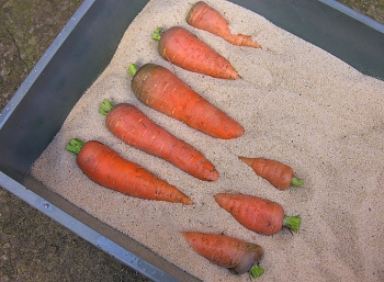 Длительное хранение моркови.