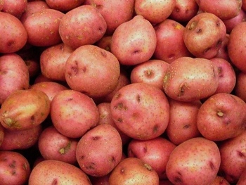 Выращивание картофеля с урожайностью 50т с одного гектара