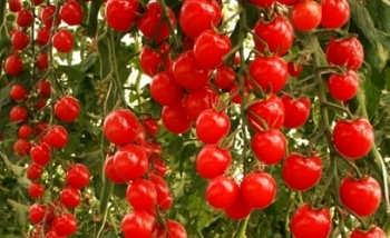 Високоврожайні сорти помідорів.