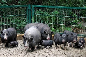 Домашняя ферма вислобрюхих вьетнамских свиней.