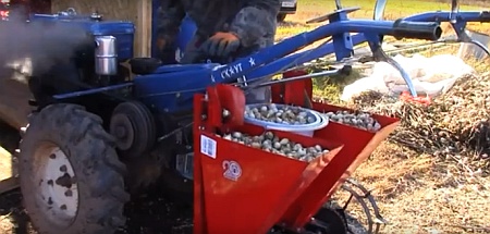 Выращивание чеснока как бизнес в украине