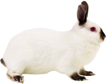 Дотримуйтесь простих правил у промисловому розведенні кроликів.