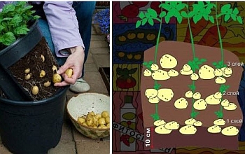 Эффективное выращивание картофеля на балконе в мешках