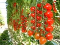 vyroshchuvannya-pomidoriv-u-teplytsyakh