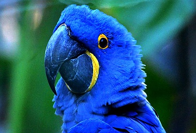 Синий большой попугай.