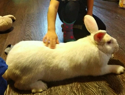 Кролик белый великан.