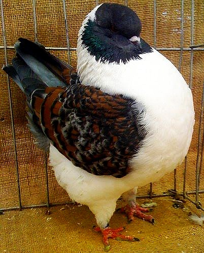 pigeon King.