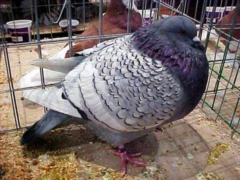 Самая большая порода голубей Римский великан.