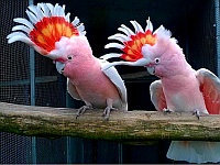 razvedenie-popugaev-kakadu-ara