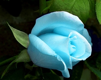 Голубая роза.