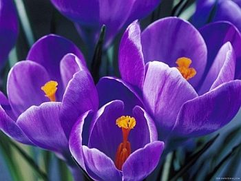 Crocus sativus.