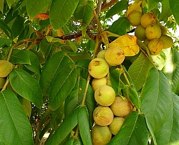 Урожайность грецкого ореха.