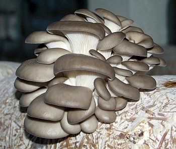 Выращивание грибов.